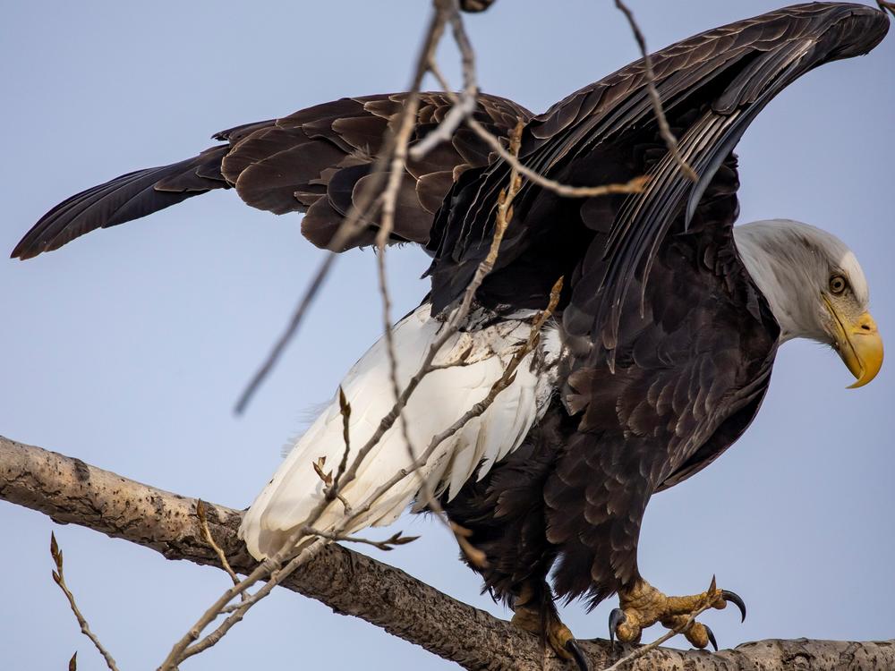 A bald eagle perches on a tree at Sunset Park in Rock Island, Ill., in March. A new study says that many species of birds increasingly moved into urban areas as human activity waned during the pandemic.