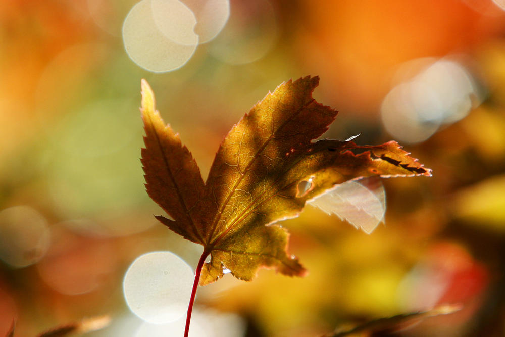 With the arrival of fall comes the changing leaves in the Northern Hemisphere, on display in this 2011 photo taken in Westonbirt, England.