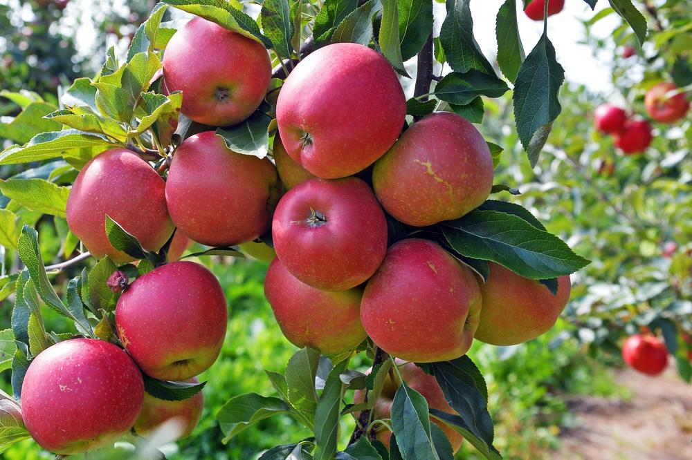 Apples and their many uses are often associated with the fall. An apple tree orchard in Poland, taken in 2014.