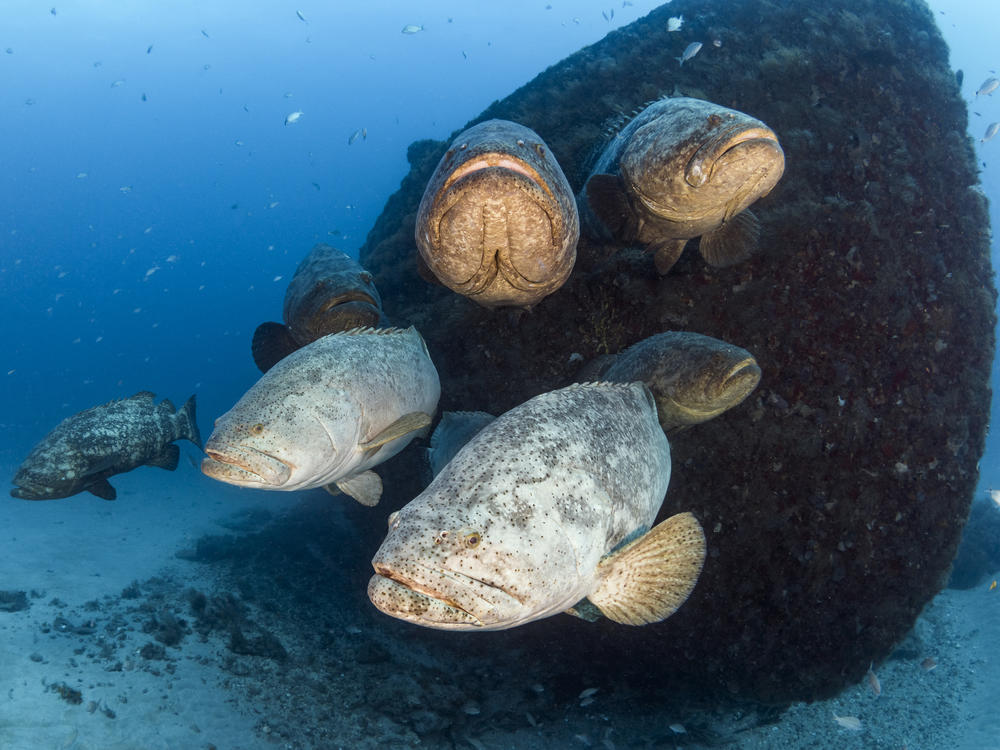 Goliath groupers have been protected since 1990, after they were nearly wiped out.