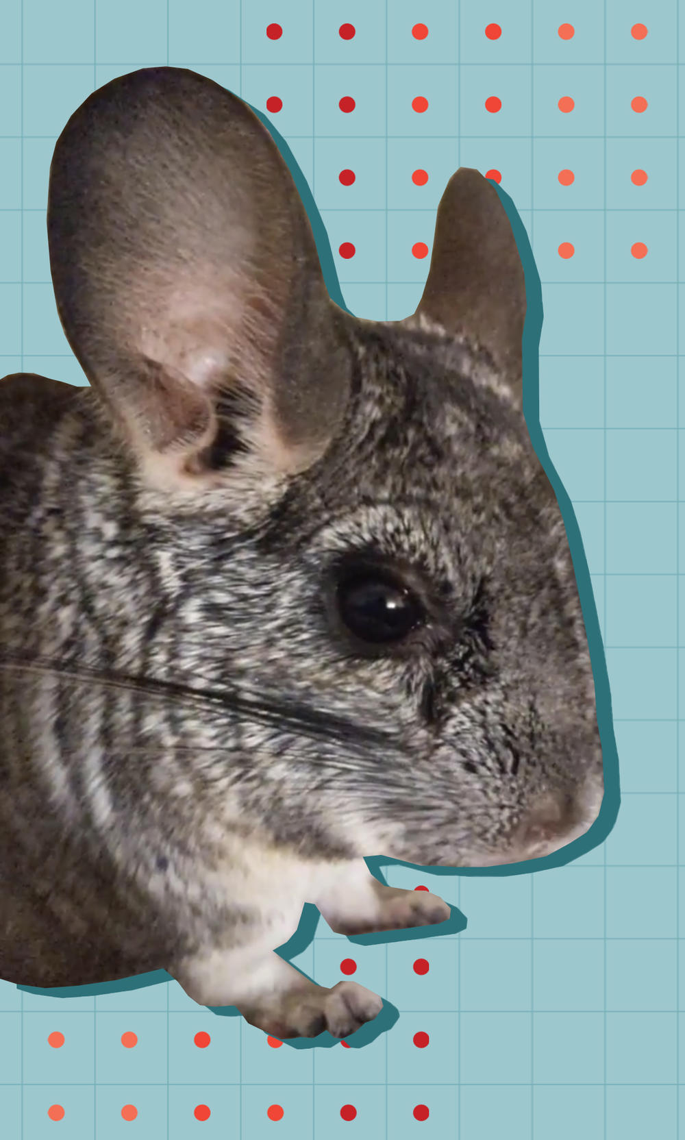 A pet chinchilla, Dumptruck, helped Devon Price realize that you don't have to be productive to earn the right to exist.