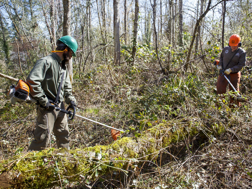 Aaron Blacklock (left) and Joel Conaway of Oregon's Wildfire Workforce Corps clear undergrowth in March in a Eugene community to help reduce the risk of wildfire.