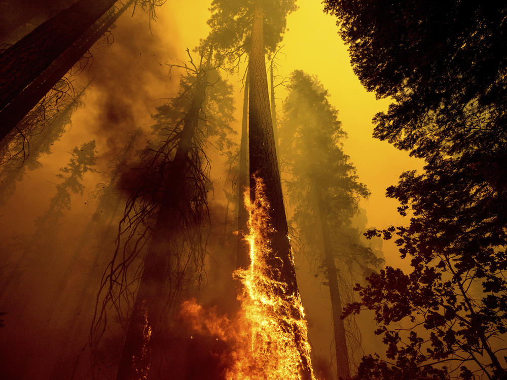 Flames from the Windy Fire burn up a giant tree this month in the Trail of 100 Giants grove in Sequoia National Forest in California. Children in younger generations will experience two to seven times more extreme climate events such as wildfires, a new study says.