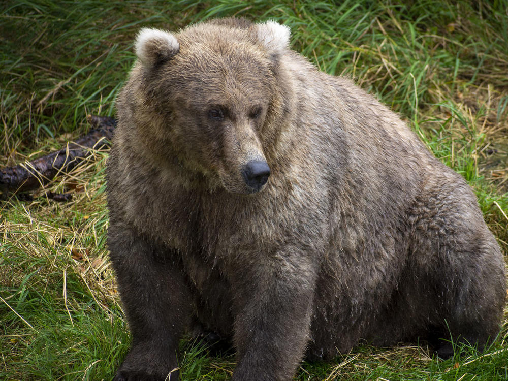 Easy to see how Bear 128 got into this year's Fat Bear Week 2021 competition.