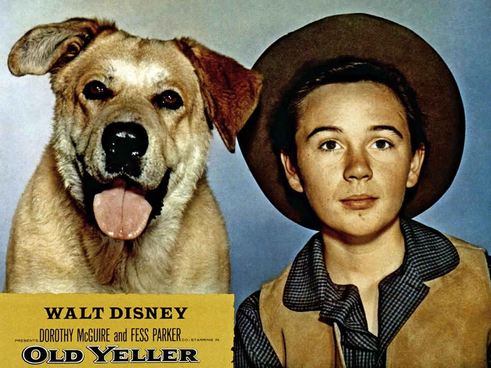 Tommy Kirk, here with his canine co-star in 1957's <em>Old Yeller,</em> has died. Kirk appeared in a string of hit Disney movies such as <em>Swiss Family Robinson</em> and <em>The Absent-Minded Professor.</em>