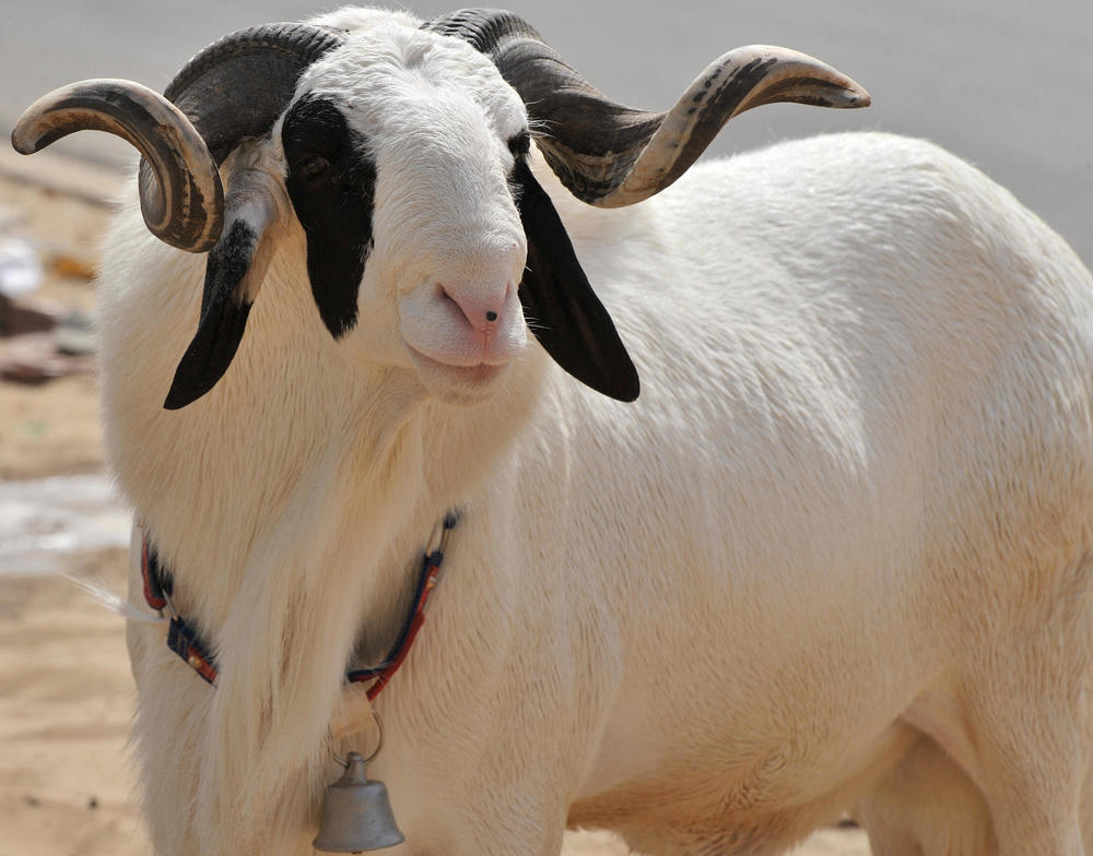 A sheep for sale in a market in Dakar, Senegal. Sometimes sheep are stolen. The owner might post a photo on a 