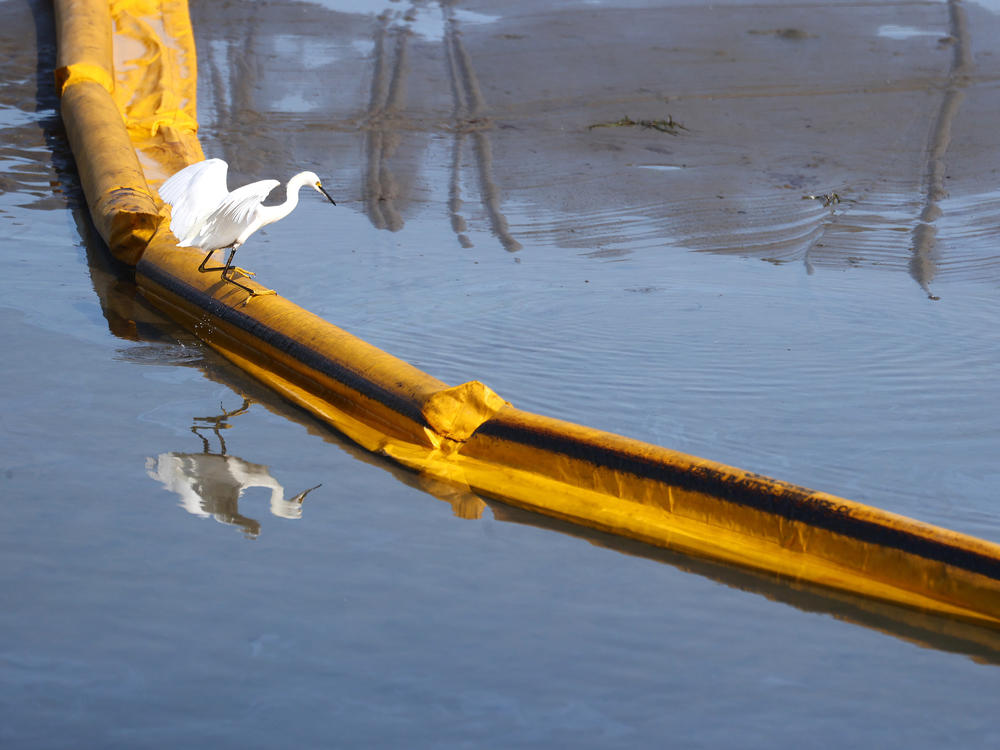 A bird balances on a temporary floating barrier used to contain oil that seeped into Talbert Marsh, home to about 90 bird species, after a 126,000-gallon oil spill off the coast of Huntington Beach, Calif., over the weekend.