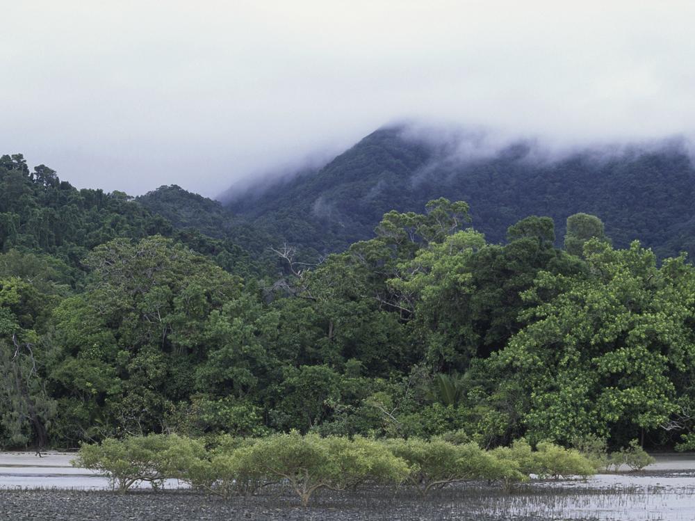 Rainforest, Cape Tribulation, Daintree National Park, Queensland, Australia.