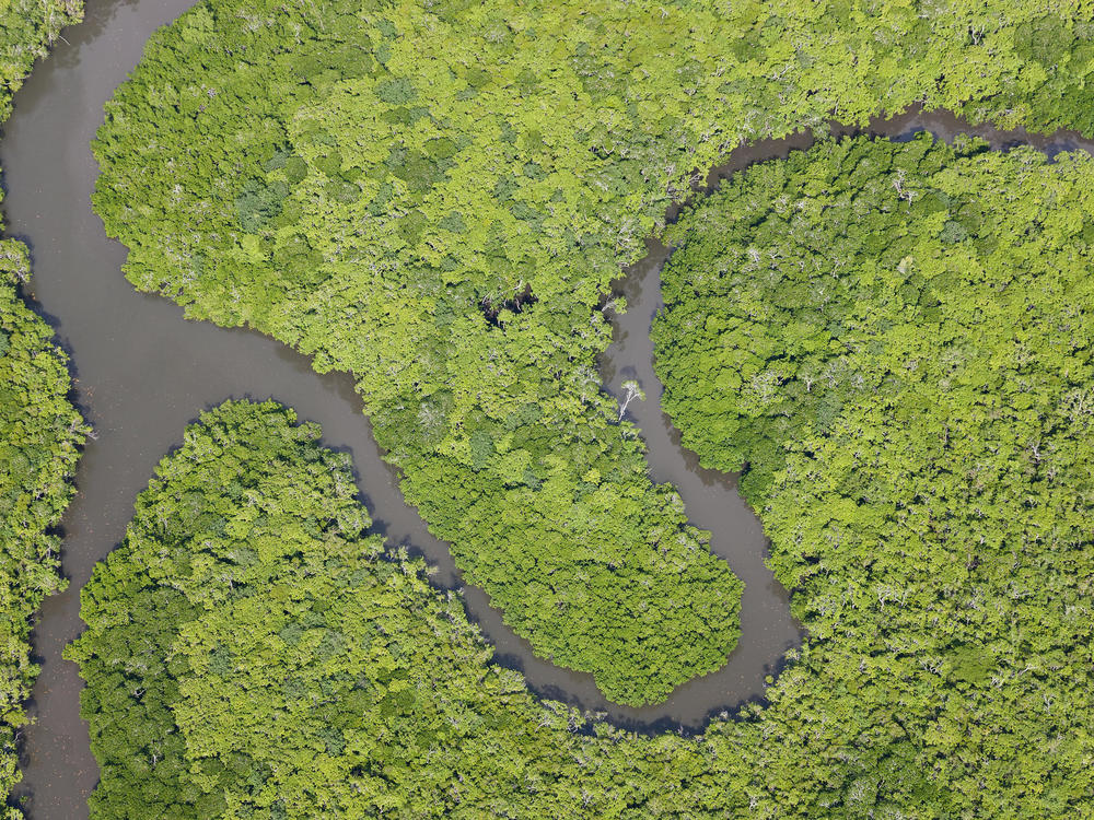 Aerial view of rain forest. Daintree River. Daintree National Park. Queensland Australia.