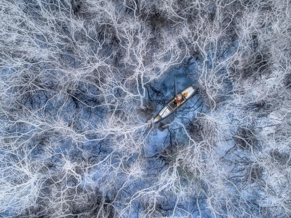 A fisherman paddles through mangrove trees at the Tam Giang Lagoon in the Hue province of Vietnam. Mangroves lose all their leaves <strong></strong>in winter, exposing their whitish trunks.