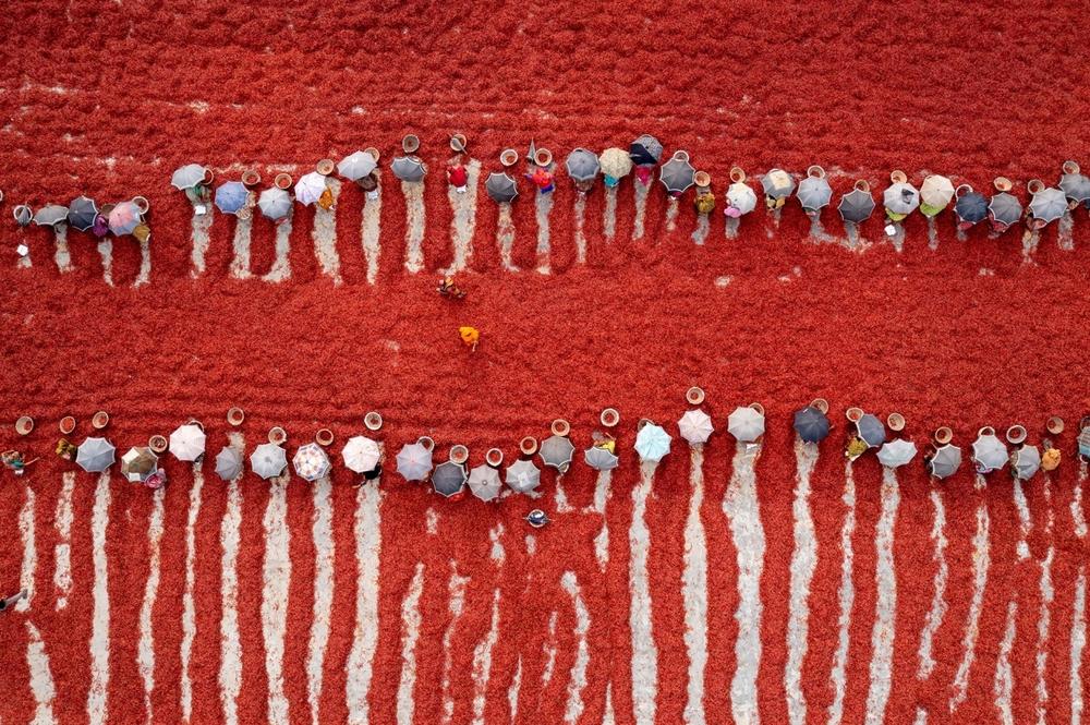 Women sort dry red chiles at a factory in Bogura, Bangladesh. 