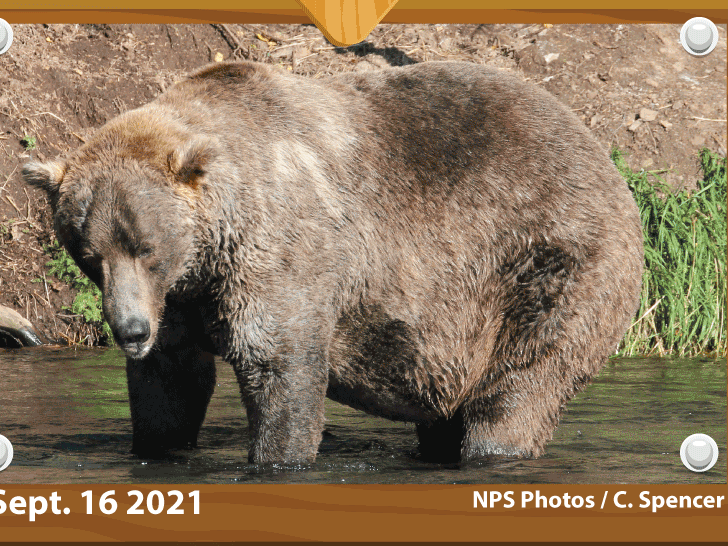 480 Otis, who is believed to be around 25 years old, emerged from hibernation looking very thin and facing health problems. But he deftly navigated both inter-bear relationships and a salmon-rich river to put on much-needed weight.