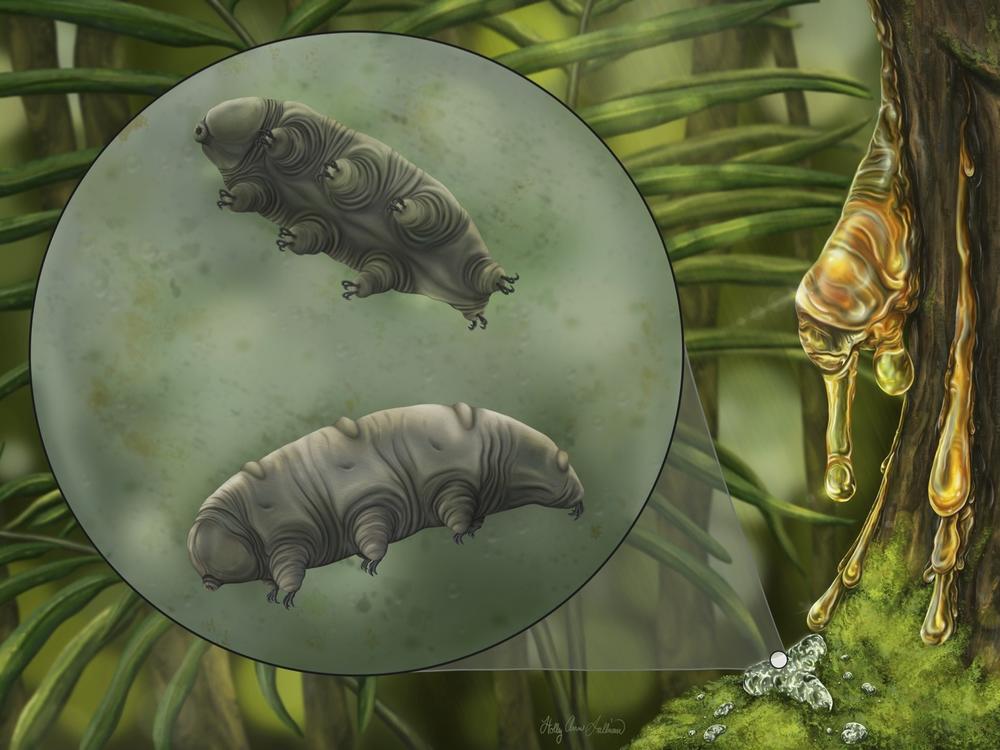 An artistic reconstruction of <em>Paradoryphoribius chronocaribbeus</em> in moss.