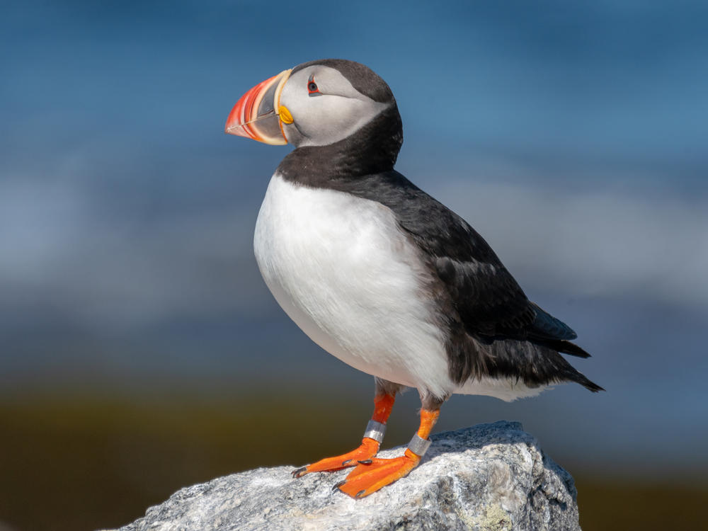 A puffin on Eastern Egg Rock.