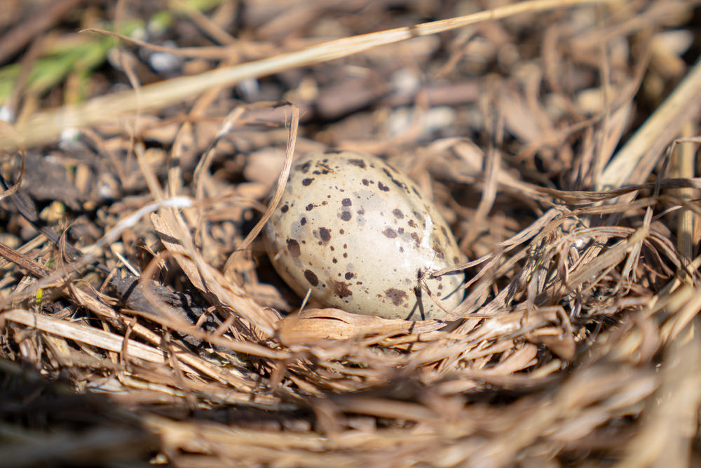 A camouflaged puffin egg in a nest.
