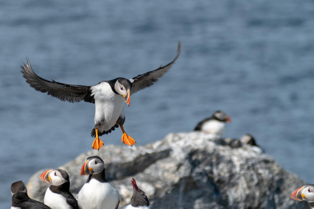 Puffins on Eastern Egg Rock.