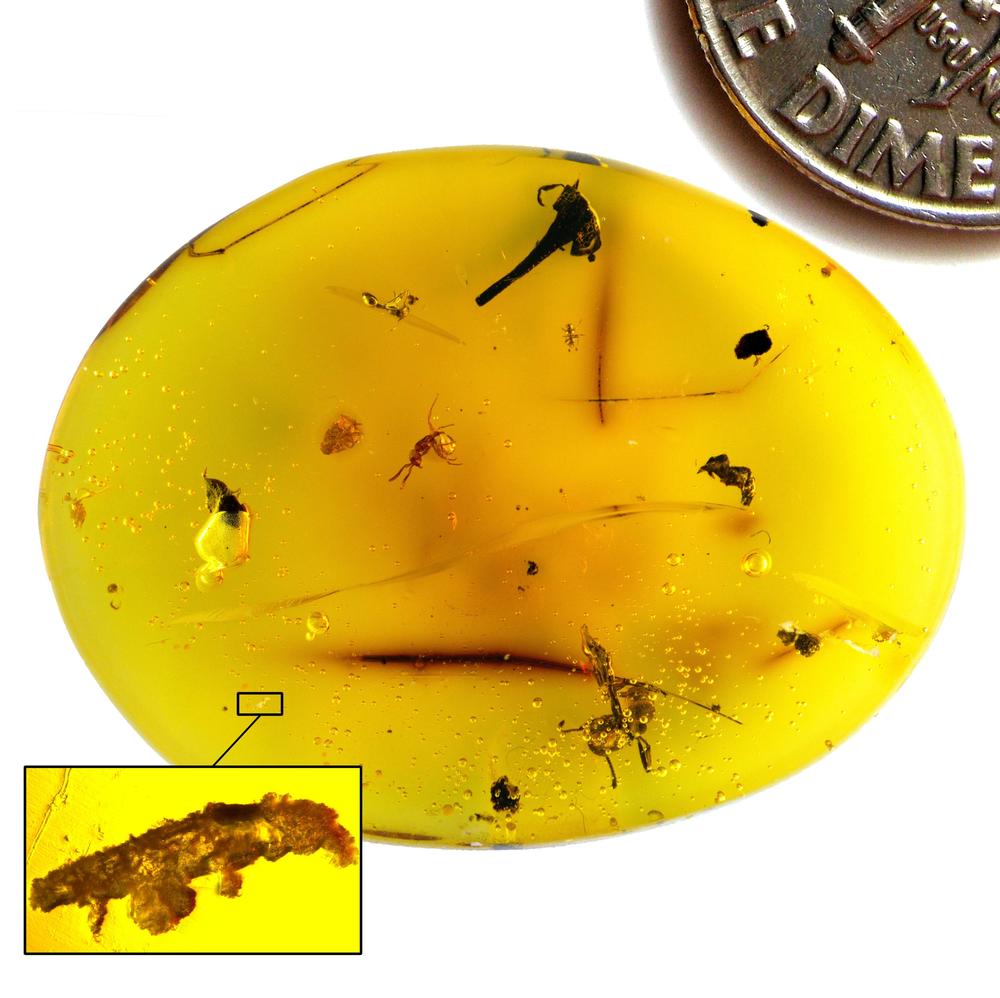 This Dominican amber contains <em>Paradoryphoribius chronocaribbeus</em> <em>gen. et. sp. nov.</em>(image amplified in a box), three ants, a beetle and a flower. Dime image digitally added for size comparison.