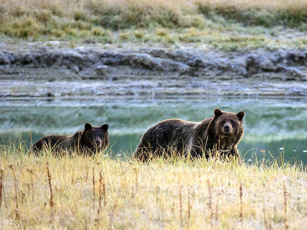A Grizzly bear mother and her cub walk near Pelican Creek in 2012 in Yellowstone National Park in Wyoming.
