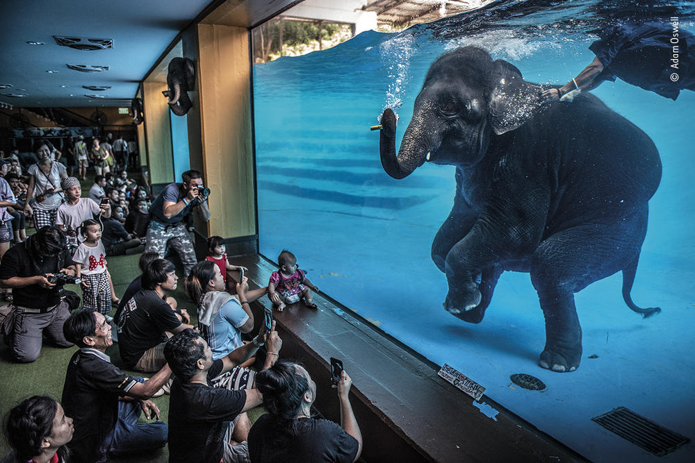 <em>Elephant in the room</em>, by Adam Oswell, Australia, winner, category: photojournalism. Oswell draws attention to zoo visitors watching a young elephant perform underwater.