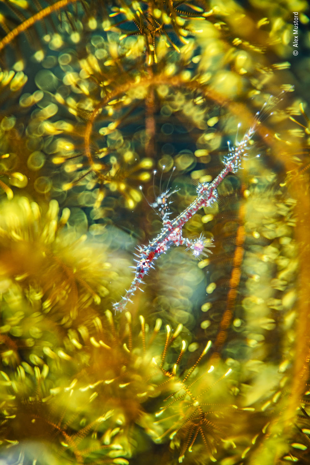 <em>Bedazzled</em>, by Alex Mustard, U.K., winner, category: natural artistry. Mustard found a ghost pipefish hiding among the arms of a feather star. Mustard had always wanted to capture such an image of a juvenile ghost pipefish but usually found only darker adults on matching feather stars.