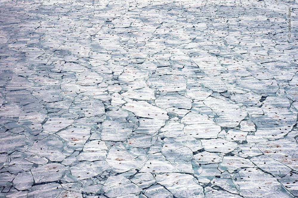 <em>Nursery meltdown</em>, by Jennifer Hayes, U.S., winner, Oceans - The Bigger Picture category. Hayes recorded harp seals, seal pups and the blood of birth against melting sea ice. Following a storm, it took hours of searching by helicopter to find this fractured sea ice used as a birthing platform by harp seals. 