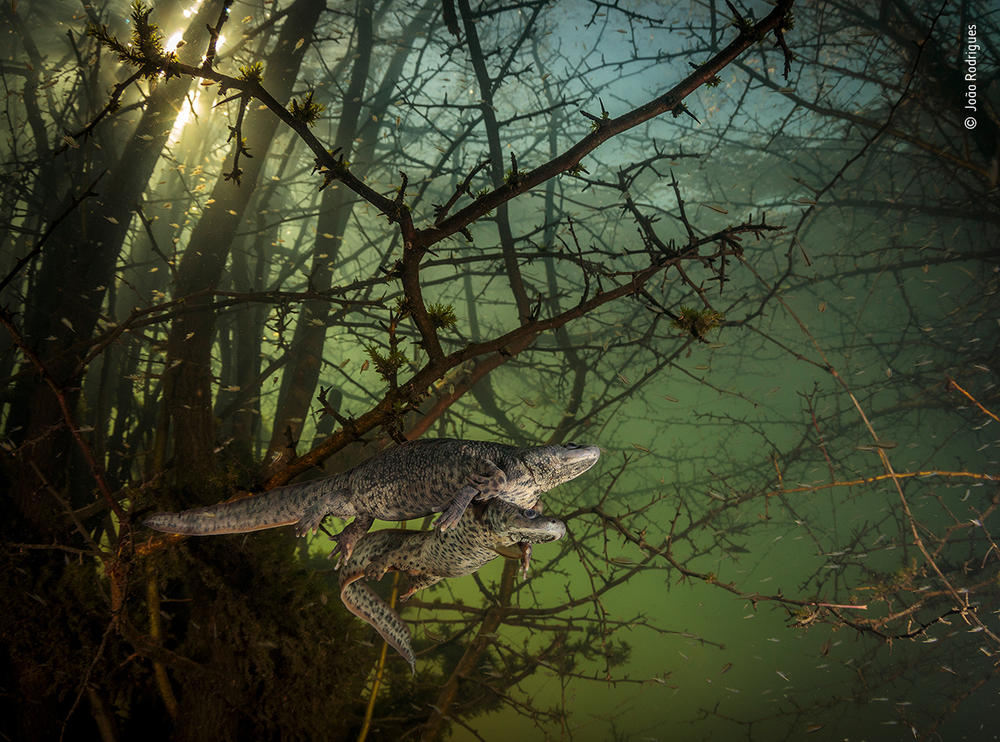 <em>Where the giant newts breed</em>, by João Rodrigues, Portugal, winner, behaviour: amphibians and reptiles category. Rodrigues was surprised by a pair of courting sharp-ribbed salamanders in this flooded forest. It was Rodrigues' first chance in five years to dive into this lake, as it emerges only in winters of exceptionally heavy rainfall, when underground rivers overflow.