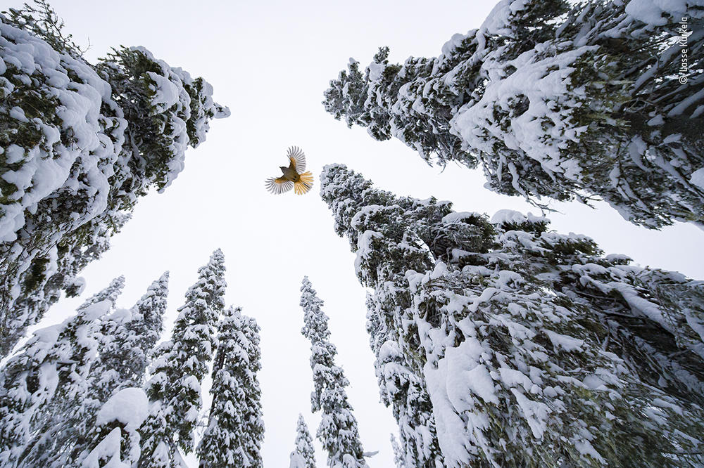 <em>High-flying jay</em>, by Lasse Kurkela, Finland, winner, age category: 15-17 years. Kurkela watched a Siberian jay fly to the top of a spruce tree to stash its food. Kurkela wanted to give a sense of scale in his photograph of the Siberian jay, tiny among the old-growth spruce-dominated forest. He used pieces of cheese to get the jays accustomed to his remotely controlled camera.
