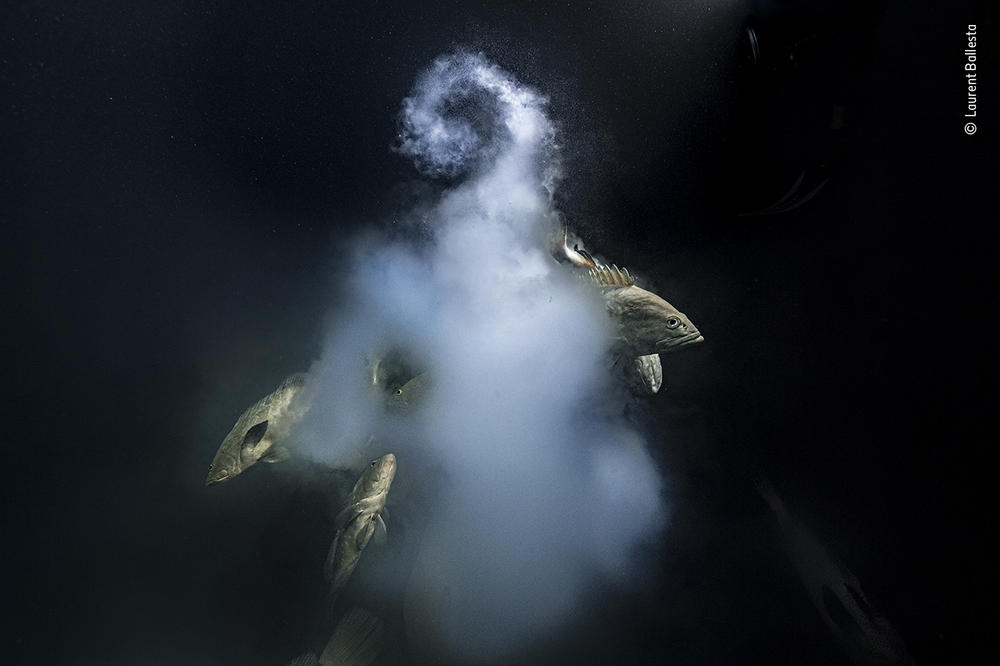 <em>Creation</em>, by Laurent Ballesta, France, winner, category: underwater. Ballesta peered into the depths as a trio of camouflage groupers exited its milky cloud of eggs and sperm. For five years Ballesta and his team returned to this lagoon, diving day and night to see the annual spawning of camouflage groupers. They were joined after dark by reef sharks that were hunting the fish.