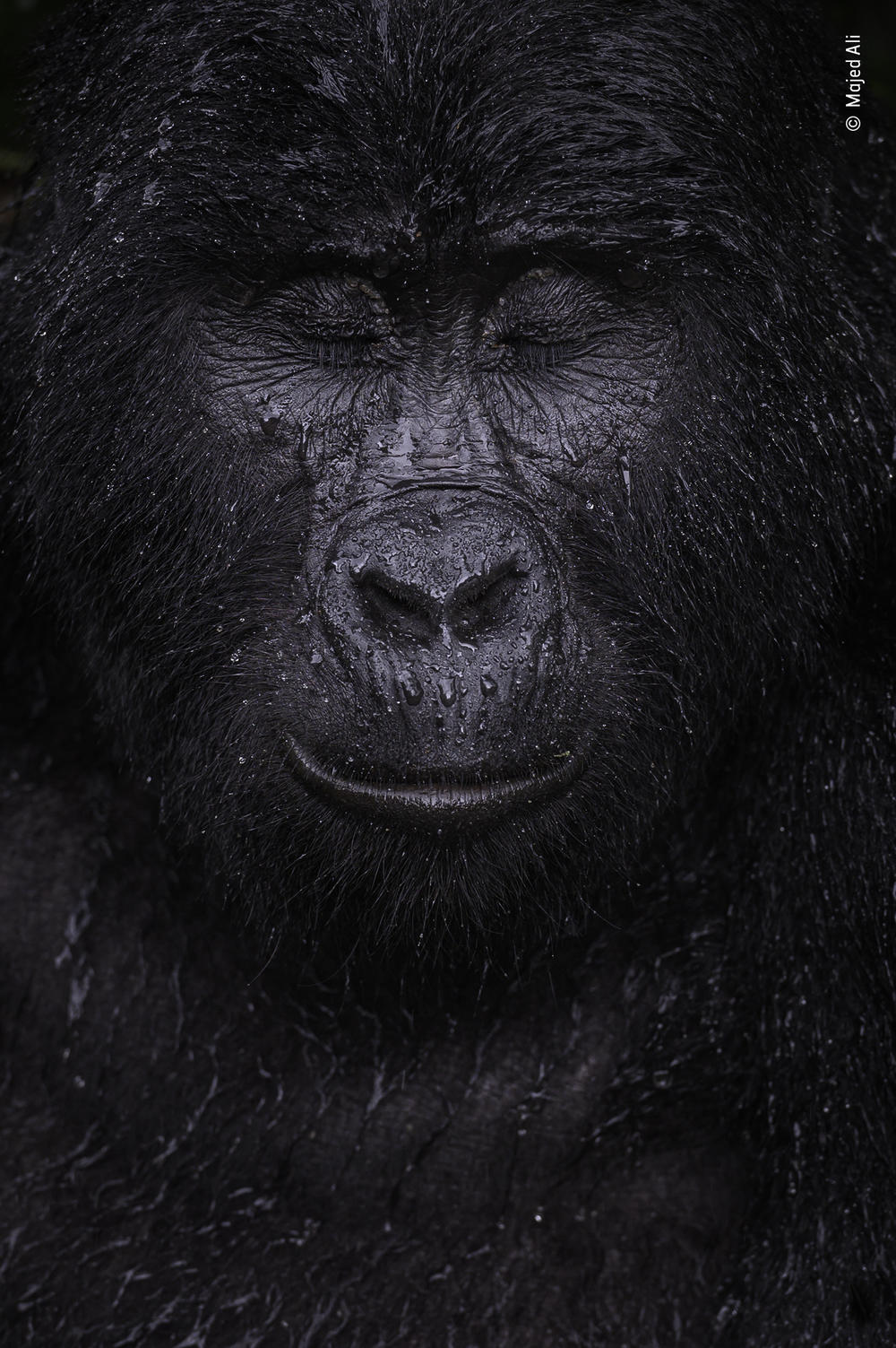 <em>Reflection</em>, by Majed Ali, Kuwait, winner, category: animal portraits. Ali glimpsed the moment a mountain gorilla closed its eyes in the rain. Ali trekked for four hours to meet Kibande, an almost-40-year-old mountain gorilla. 