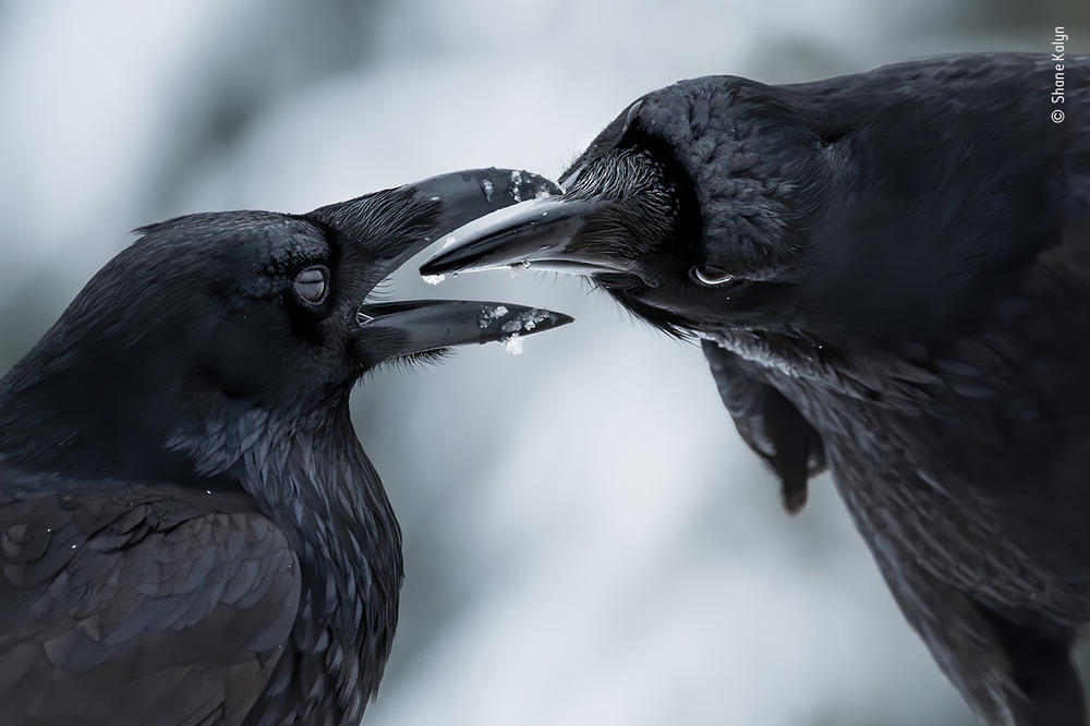 <em>The intimate touch</em>, by Shane Kalyn, Canada, winner, behaviour: birds category. Kalyn watched a raven courtship display. It was midwinter, the start of the ravens' breeding season. Kalyn lay on the frozen ground and used the muted light to capture the ravens' iridescent plumage against the contrasting snow to reveal this intimate moment when their thick black bills came together.
