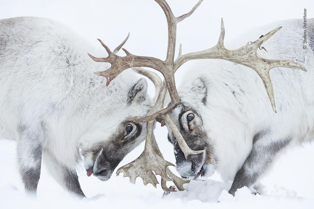 <em>Head to head</em>, by Stefano Unterthiner, Italy, winner, behaviour: mammals category. Unterthiner watched two Svalbard reindeer battle for control of a harem. Unterthiner followed these reindeer during the rutting season. Watching the fight, he felt immersed in 