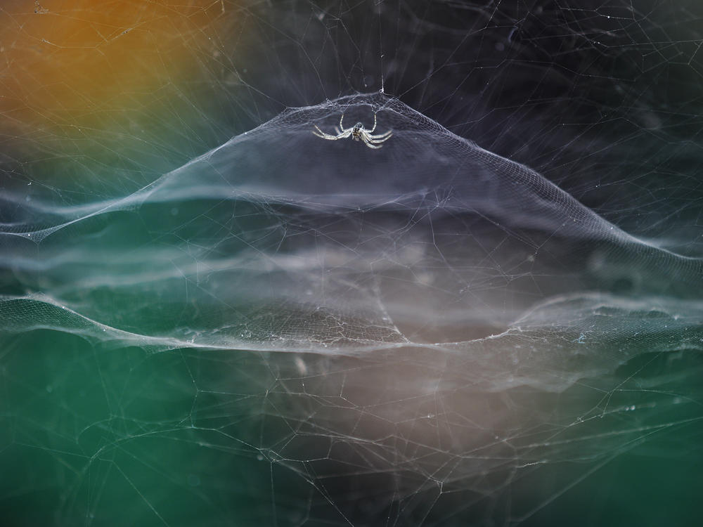 <em>Dome home</em>, by Vidyun R Hebbar, India, winner, age category: 10 years and under. Vidyun watched a tent spider as a tuk-tuk passed by. Exploring his local theme park, he found an occupied spiderweb in a gap in a wall. A passing tuk-tuk provided a backdrop of rainbow colors to set off the spider's silk creation. Tent spiders are tiny; this one had legs spanning less than 15 millimeters.