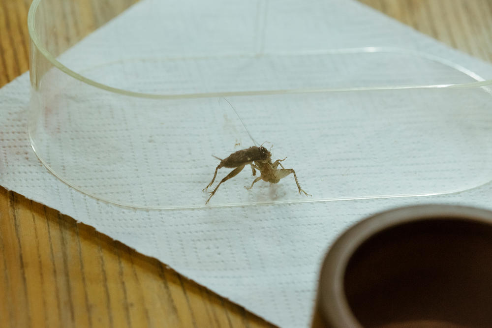 Crickets fight in Beijing in September