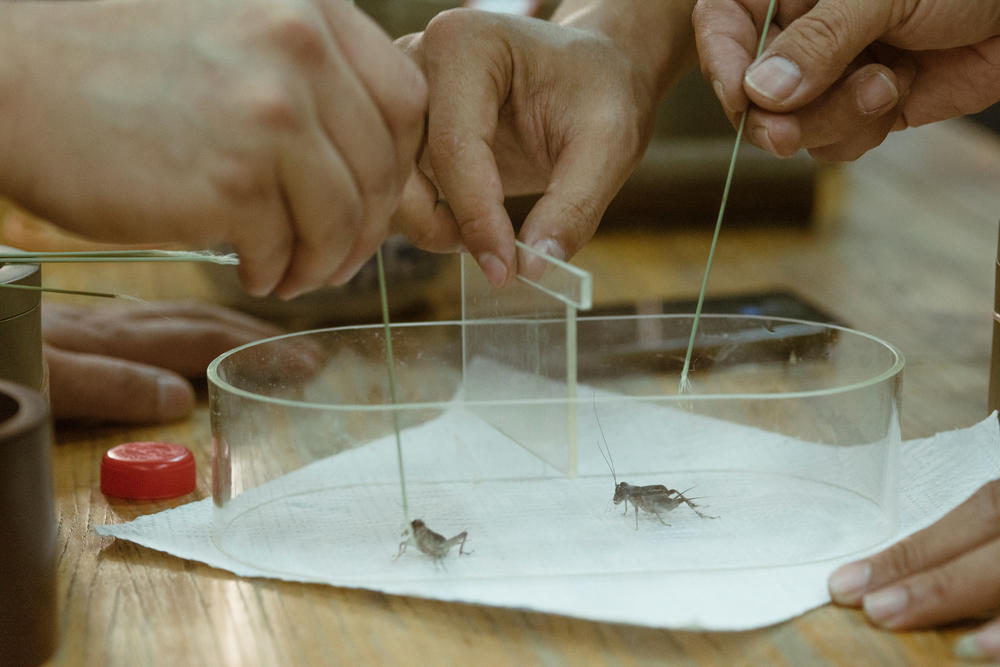 The crickets face off in a clear plastic ring. Owners lightly brush their crickets with a frayed reed stick to rile them up.