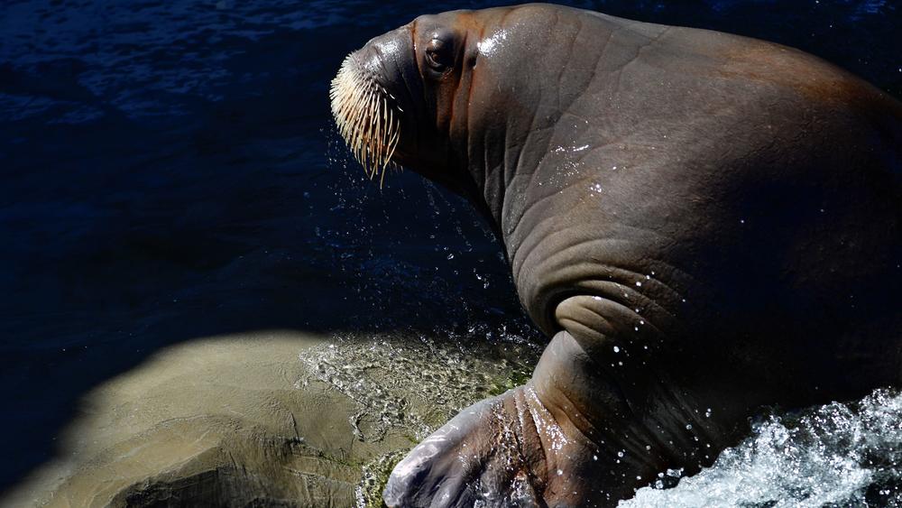 A walrus pictured at the Pairi Daiza animal park in Brugelette, Belgium.