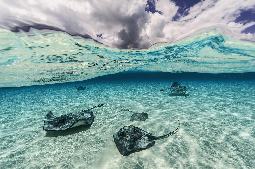 Dramatic clouds overlook southern stingrays as they soar through the waters of North Sound Grand Cayman Island.