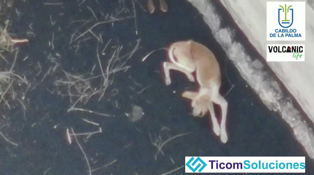 A dog lies on the ash-covered earth surrounded by volcanic lava following an eruption of the Cumbre Vieja volcano, in the area of Todoque on the Canary Island of La Palma, Spain in this undated screen grab taken from a handout video.