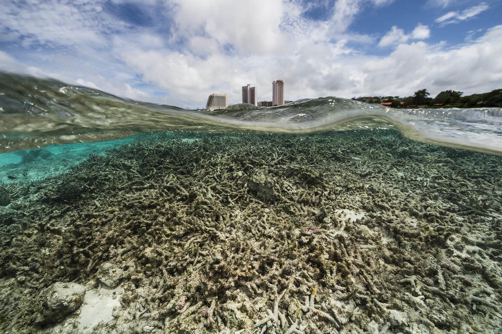 A coral reef in Tumon Bay, Guam, 2017. Doubilet says these underwater constructions are like 