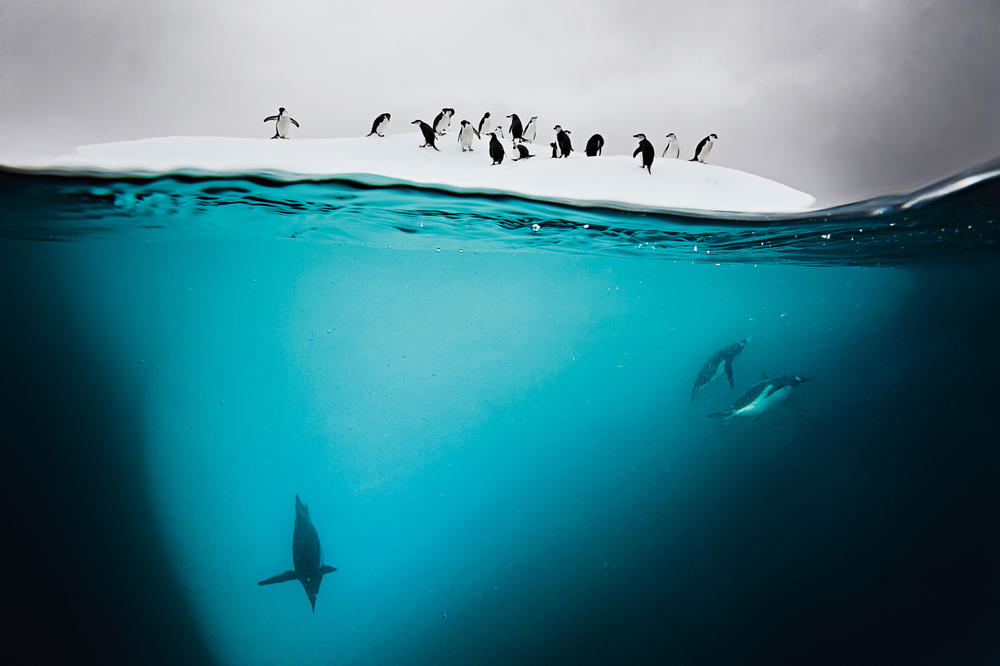 Gentoo and chinstrap penguins — two closely related species of the powerful underwater swimmers — on an ice floe near Danko Island, Antarctica.