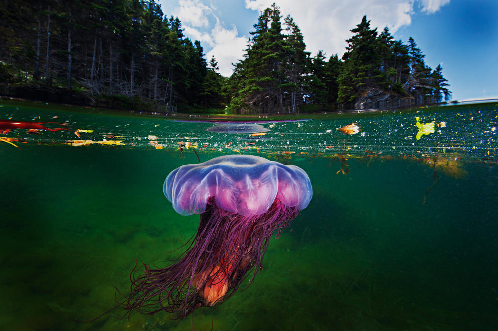 A lion's mane jellyfish drifts in the shallow bays of Bonne Bay Fjord in Gros Morne National Park, Newfoundland Canada. They're one of the largest species of jellyfish and live in cold waters. Their sting causes a burning sensation but is rarely fatal.