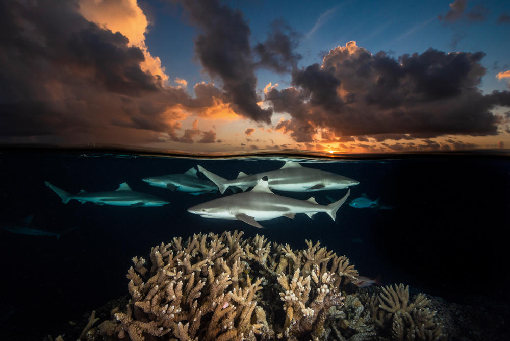 A coral reef at South Pass, Fakarava Atoll in French Polynesia.