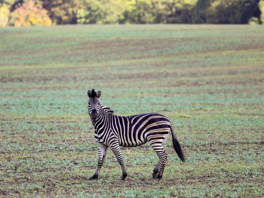 An escaped zebra photographed in 2019 in Germany. Three zebras escaped in August from a Maryland farm owned by Jerry Holly, who has now been charged with three counts of animal cruelty.