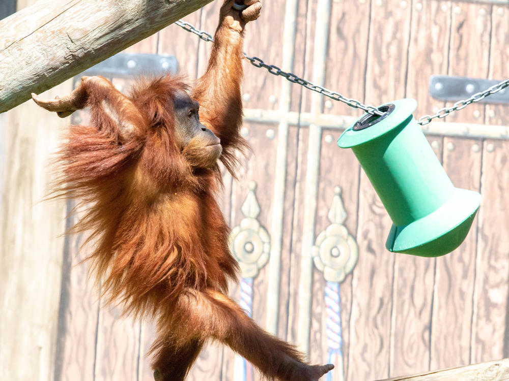 Menari, one of Audubon Zoo's Sumatran orangutans, is due to have her first offspring in December or January.