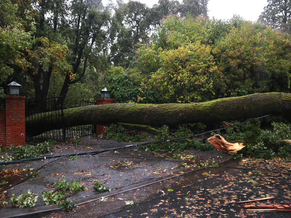 A tree lies across a fence after falling during a storm Sunday in Ross, Calif. A Category 5 atmospheric river is bringing heavy precipitation, high winds and power outages to the San Francisco Bay Area.