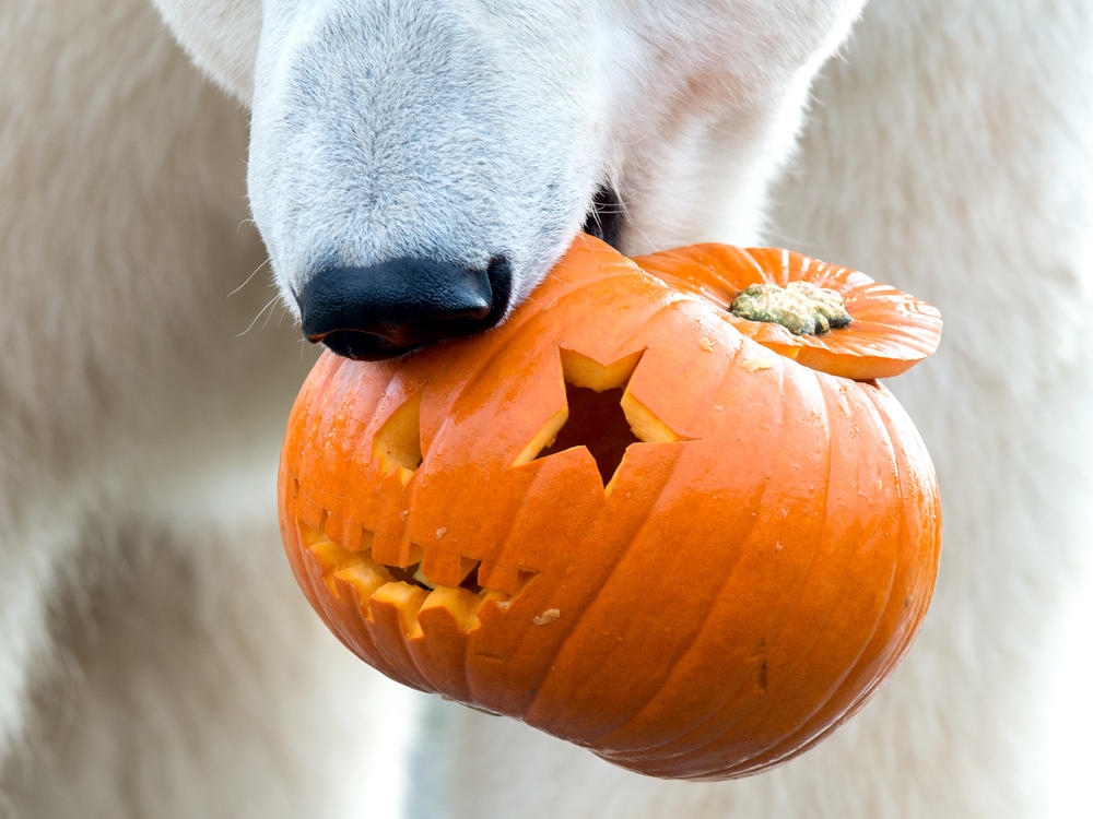 A polar bear eats a pumpkin in the zoo in Hanover, Germany, 26 October 2017. Pumpkins are a source of enrichment for the animals and a way to draw visitors to the zoos.