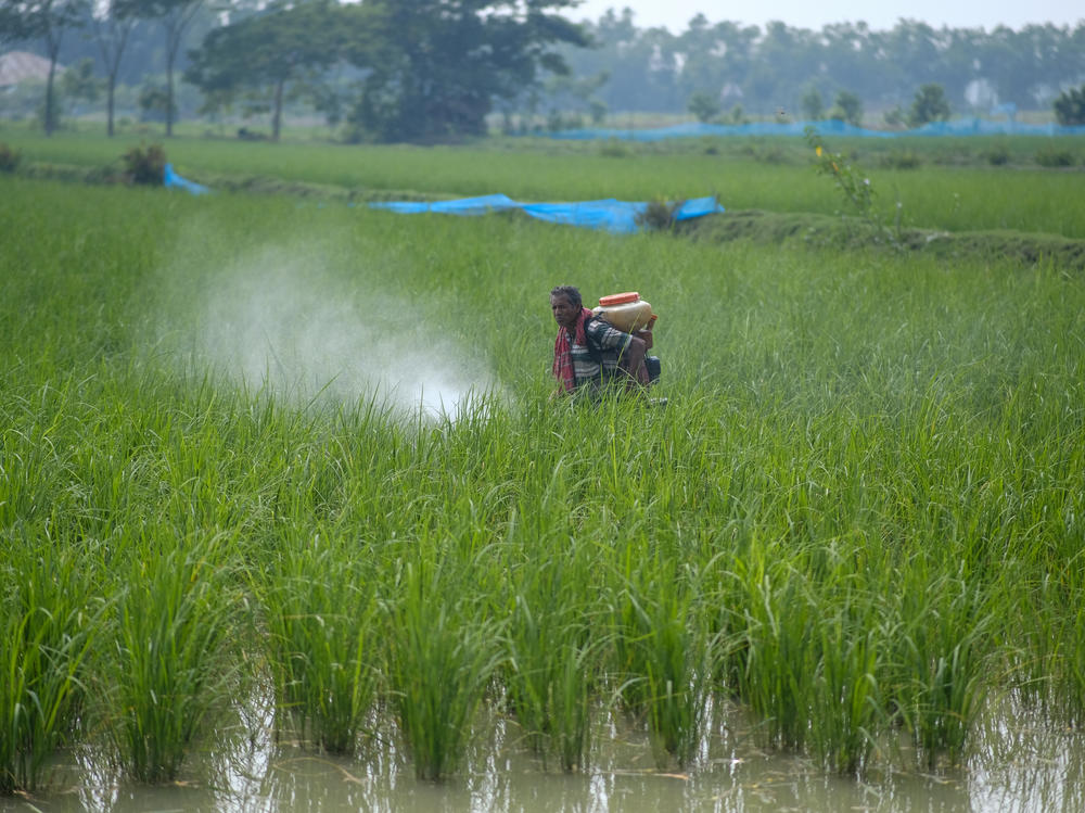 Rice paddies cultivated by the farmers of Morrelganj in Bangladesh. Climate change has led to more storms that drive saline water into their growing areas. Instead of harvesting three crops a year they might only be able to raise one.