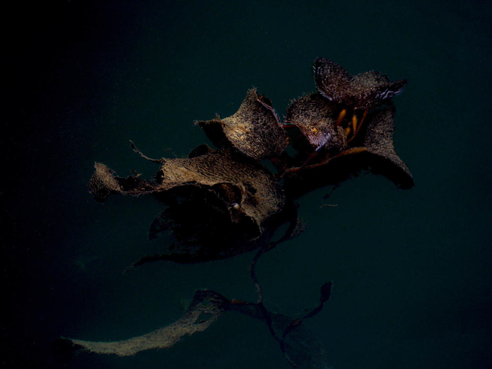 Macrocystis Pyrifera, also known as giant kelp is an essential part of the blue carbon system that sequestrates half of all carbon circulating through the ocean. It is under the threats of climate change. The climate conditions of Patagonia's unique fjord channel system provide refuge to this vital marine algae.