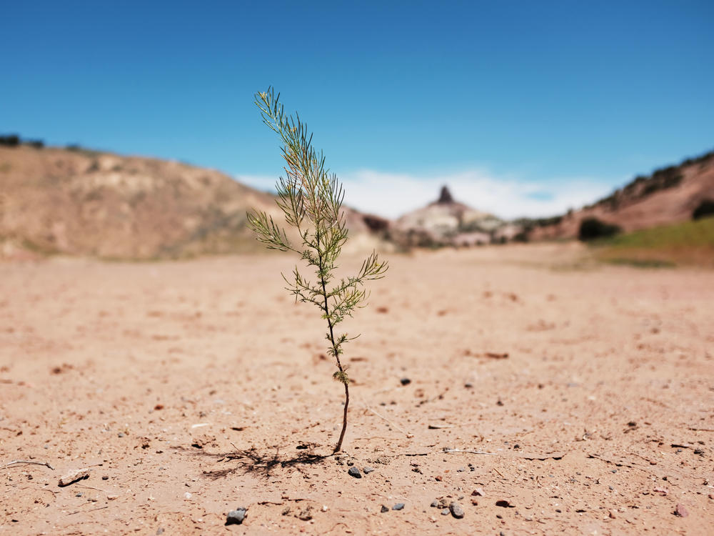 A dry landscape pictured on Navajo Nation lands on in the town of Gallup, New Mexico in June 2019. New research says the near-total loss of tribal lands in the U.S. has left Indigenous people more vulnerable to climate change.