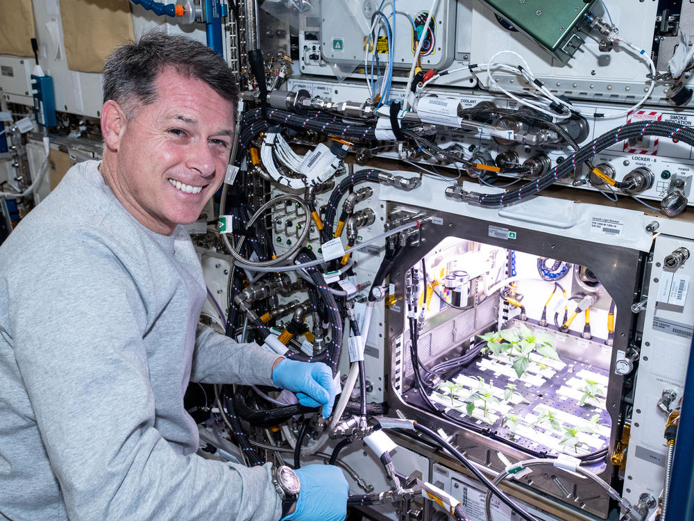 NASA astronaut Shane Kimbrough checks Hatch chile plants growing on the International Space Station earlier this year.