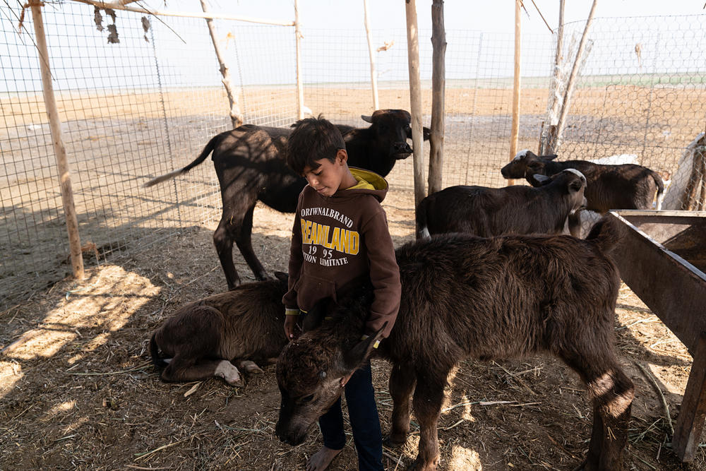 Families in Iraq's southern marshlands are battling drought and extreme heat in order to save the animals they herd.
